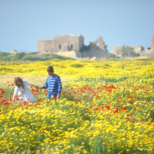 Spring flowers at the old city of Caesarea